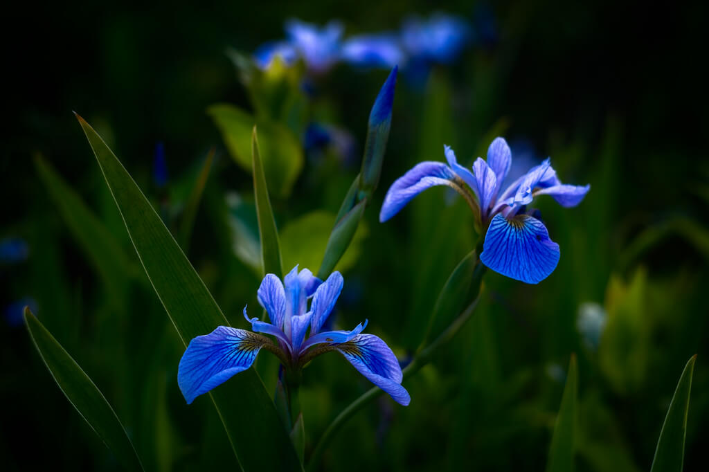 Andy Farmer - Blue Iris