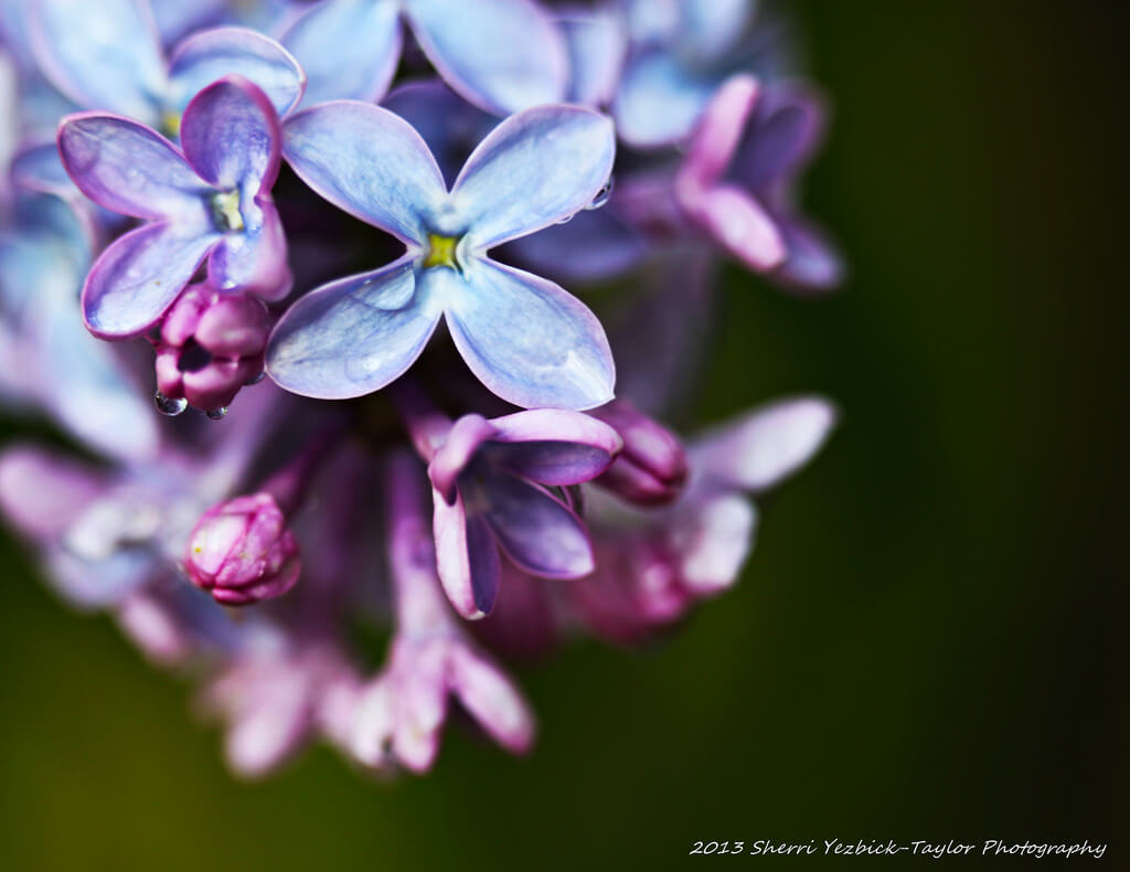 Sherri Yezbick-Taylor - Lilacs