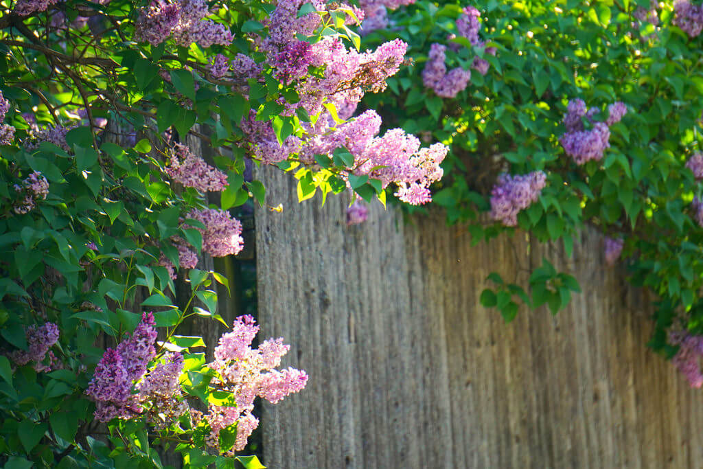 Rachel Kramer - Lilacs on Fence