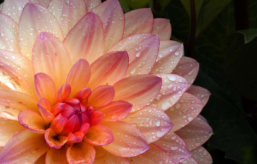 Bernard Spragg dahlia - pictures of flowers