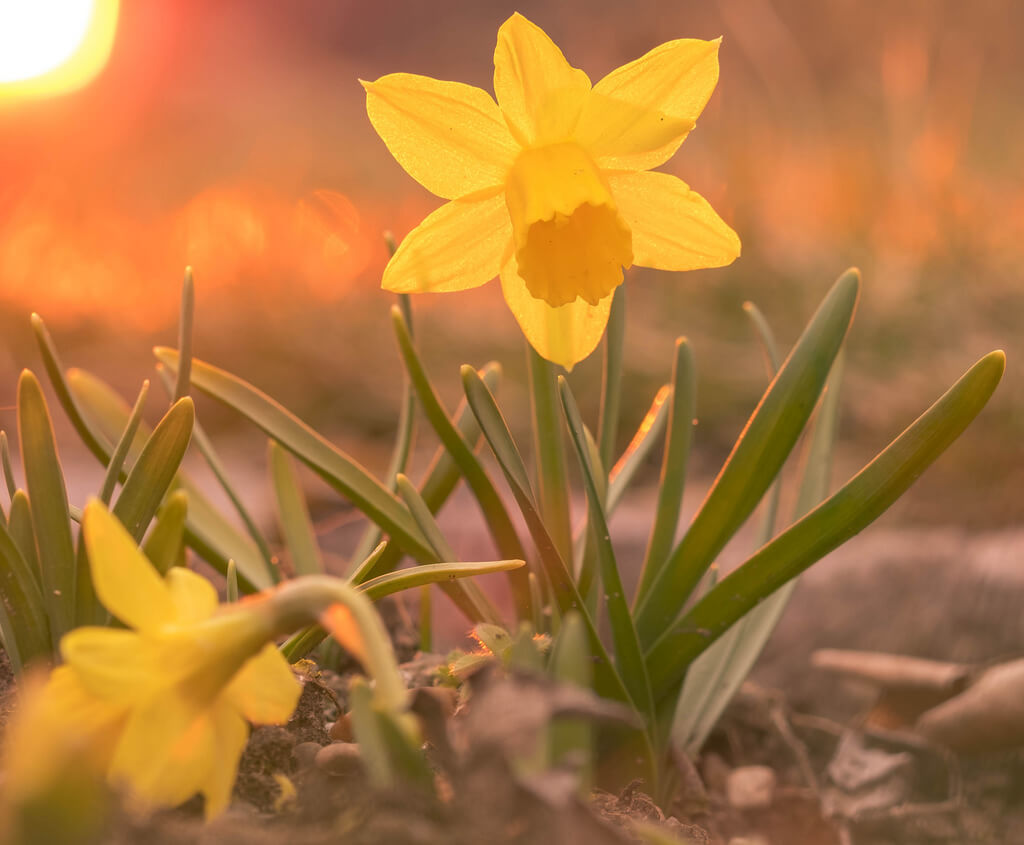 Roland Lang - daffodils