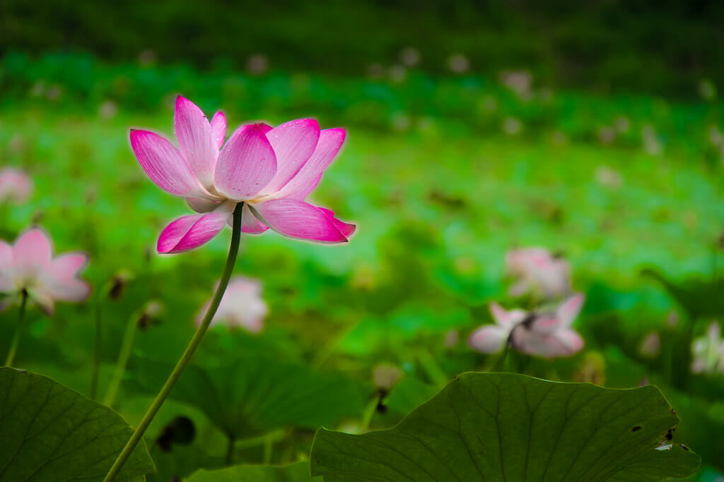 Tuhin alom Photography - Lotus flower - pictures of flowers