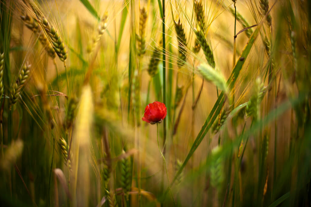 James Drury - poppy - pictures of flowers