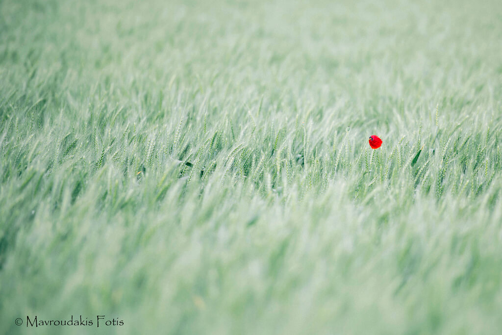 Fotis Mavroudakis - Lonely Poppy in Wheat Field - pictures of flowers