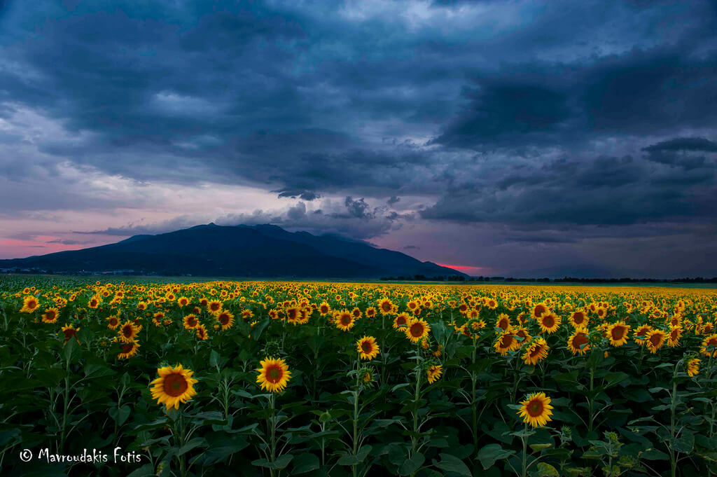 Fotis Mavroudakis - Sunflower field - pictures of flowers