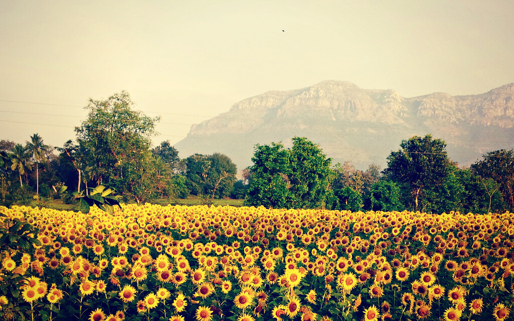 Shamini - Sunflower Garden - pictures of flowers