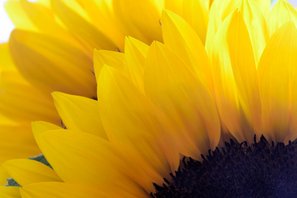 Steven Scott - Sunflower macro - pictures of flowers