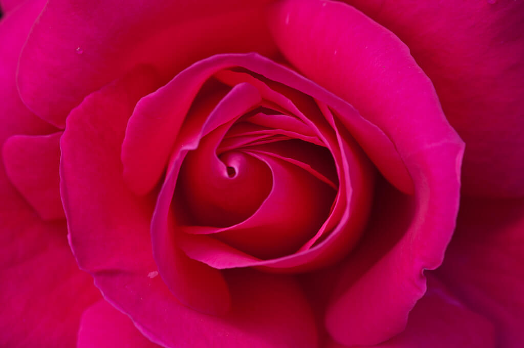 Joanne Levesque - rose macro