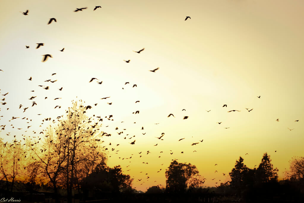 flock of crows