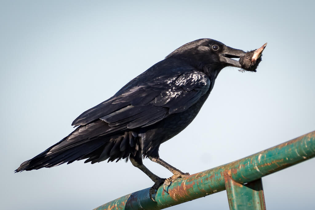 Becky Matsubara - Common Raven with Coot's Head