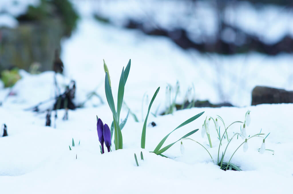 Bernhard Friess - Crocus and Snowdrops in snow