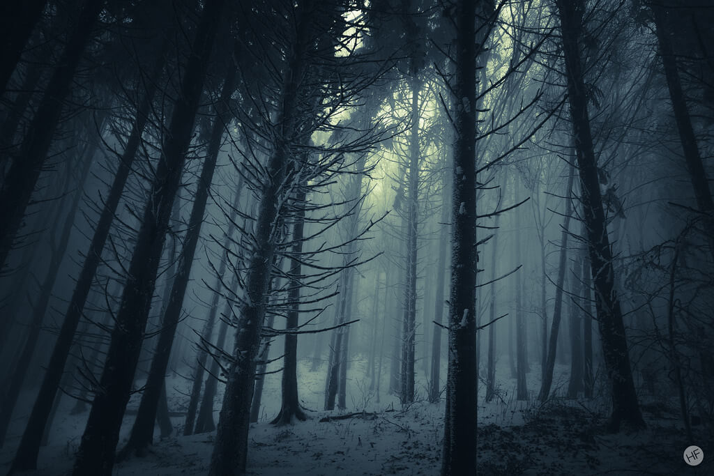 Hannes Flo - dark foggy forest