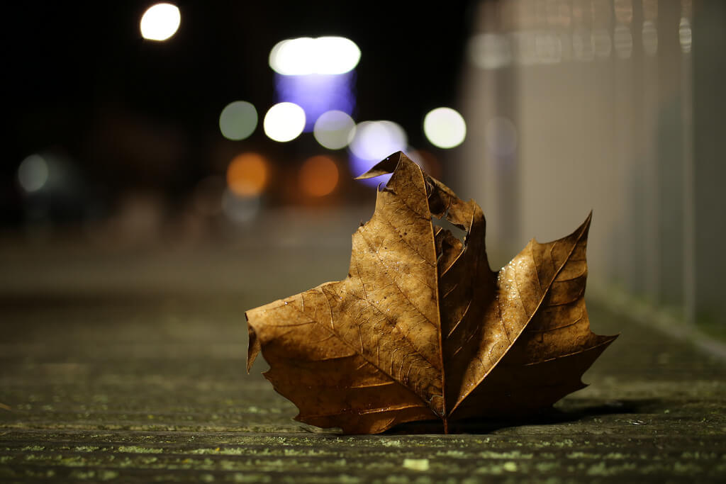 brown leaf night photography