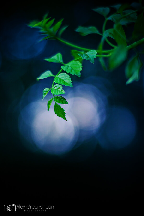 Alex Greenshpun - Moon leaves night photography