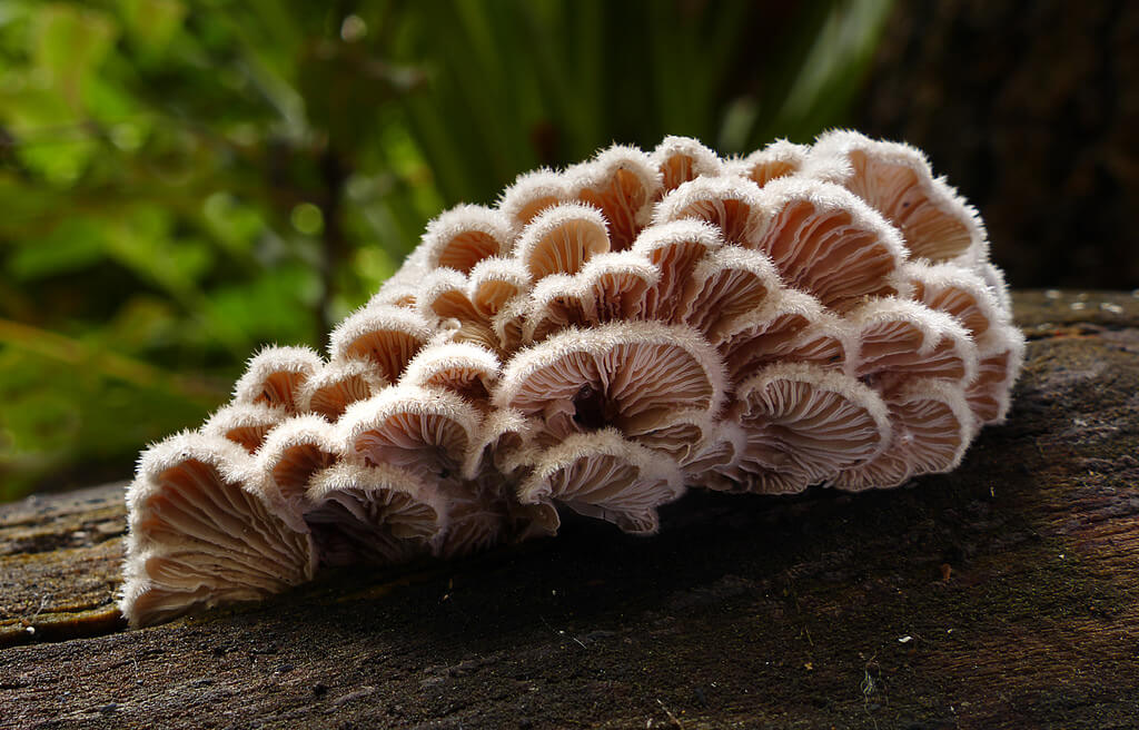 fungi photos of Schizophyllum commune (Split gill)