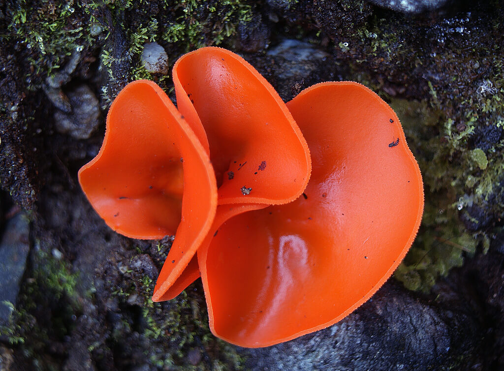 fungi photos of Orange Peel Fungus