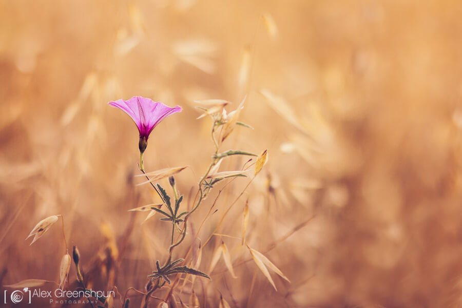 Alex Greenshpun - pink flower in field - minimalist photography