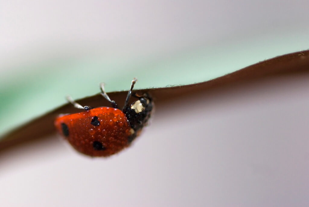 Iolanda - ladybug texture