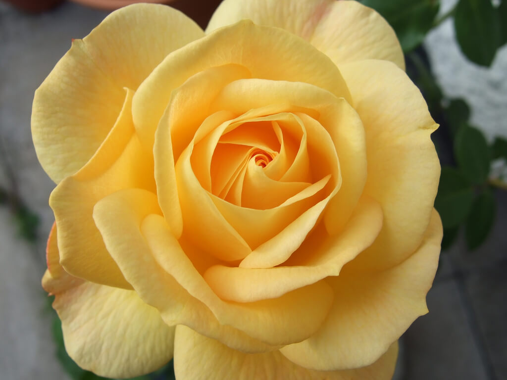 Dave - Yellow rose