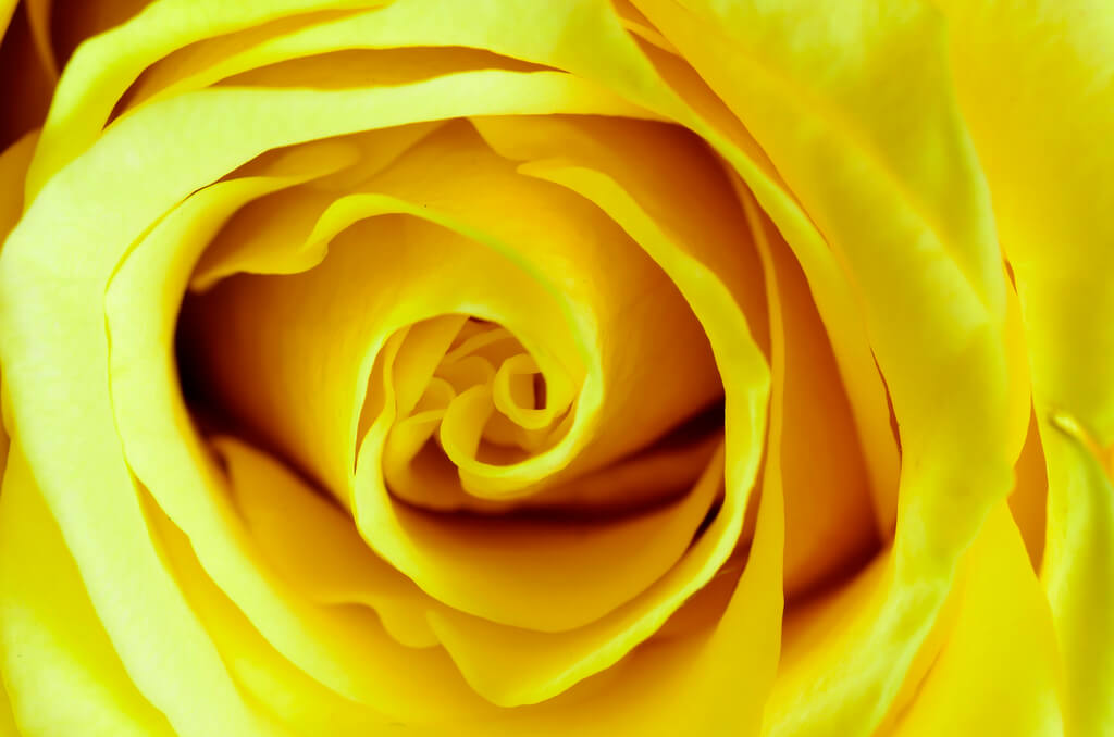 Steven Scott - Yellow rose
