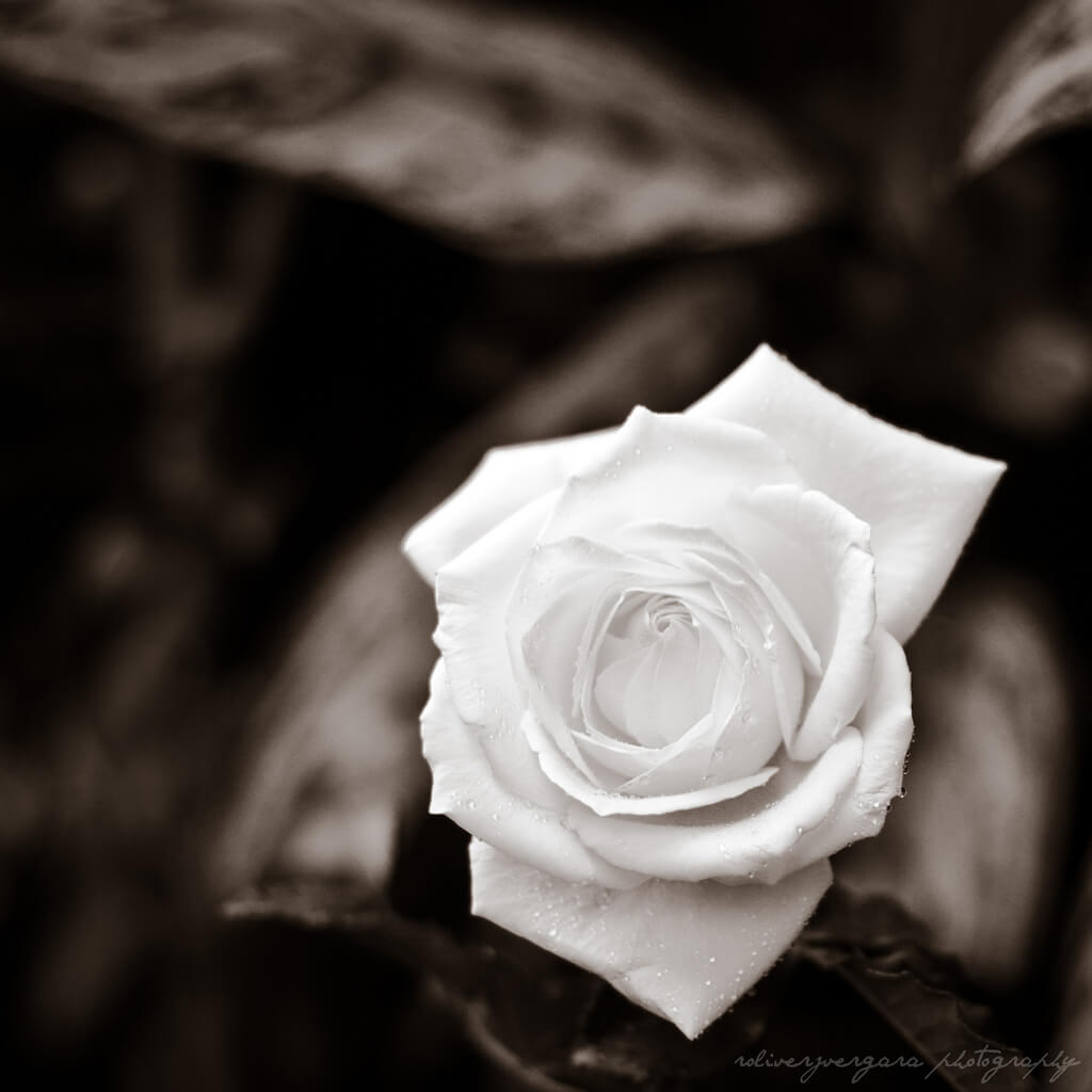 roliverjvergara - black and white rose