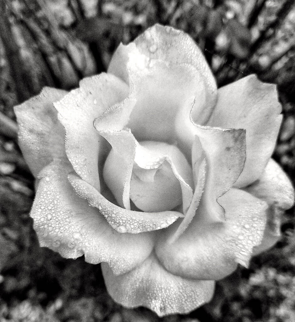 Carol Jacobs-Carre - Foggy morning rose black and white