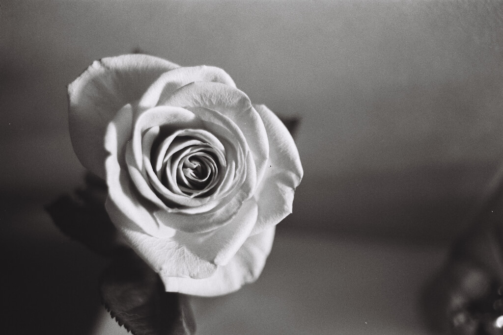 Jarrod Mouton - A Rose black and white