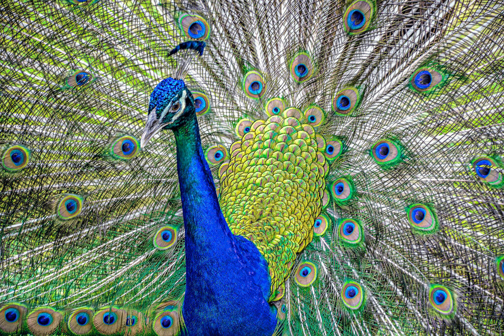 Charles Patrick Ewing - Peacock and Plumage Portrait