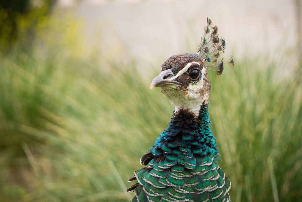 Amine Fassi - peacock headshot