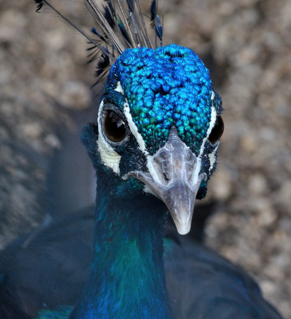 Mary Shattock - Peacock