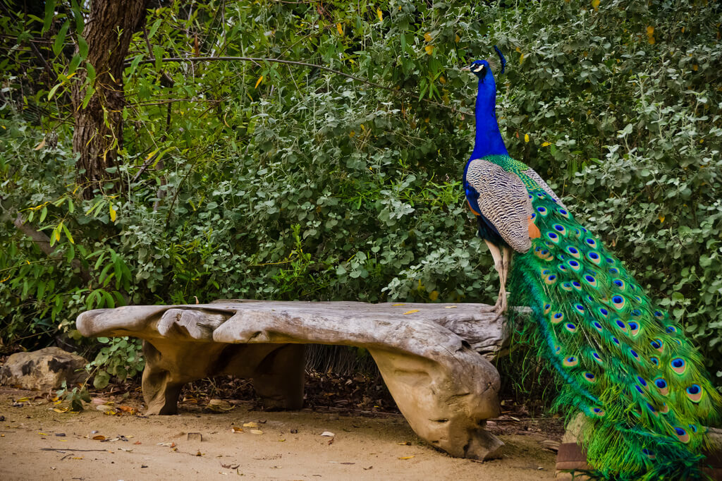 CindiKPhotography - peacock on bench