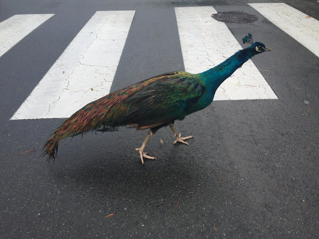 Amy Collier - Peacock crossing street