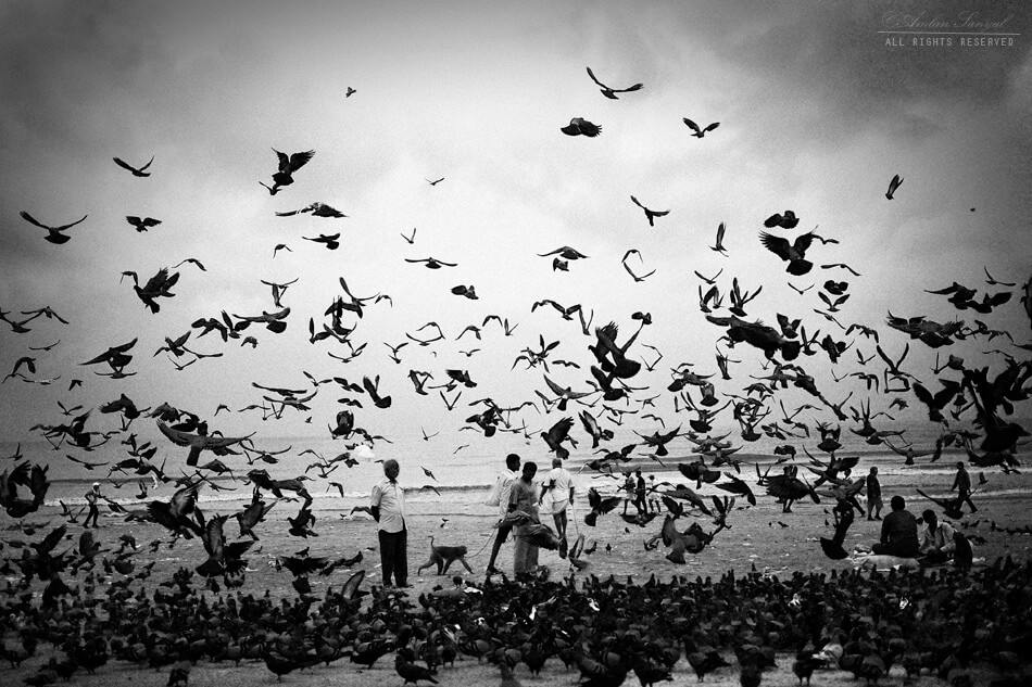 Amlan Sanyal - MUMBAI seagulls