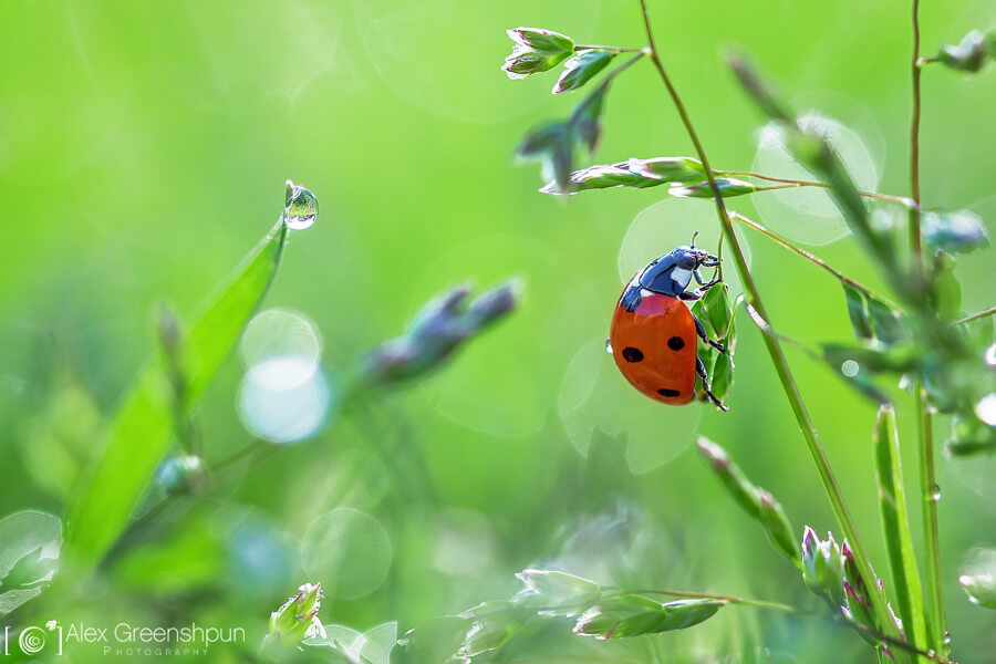 Alex Greenshpun - Ladybird