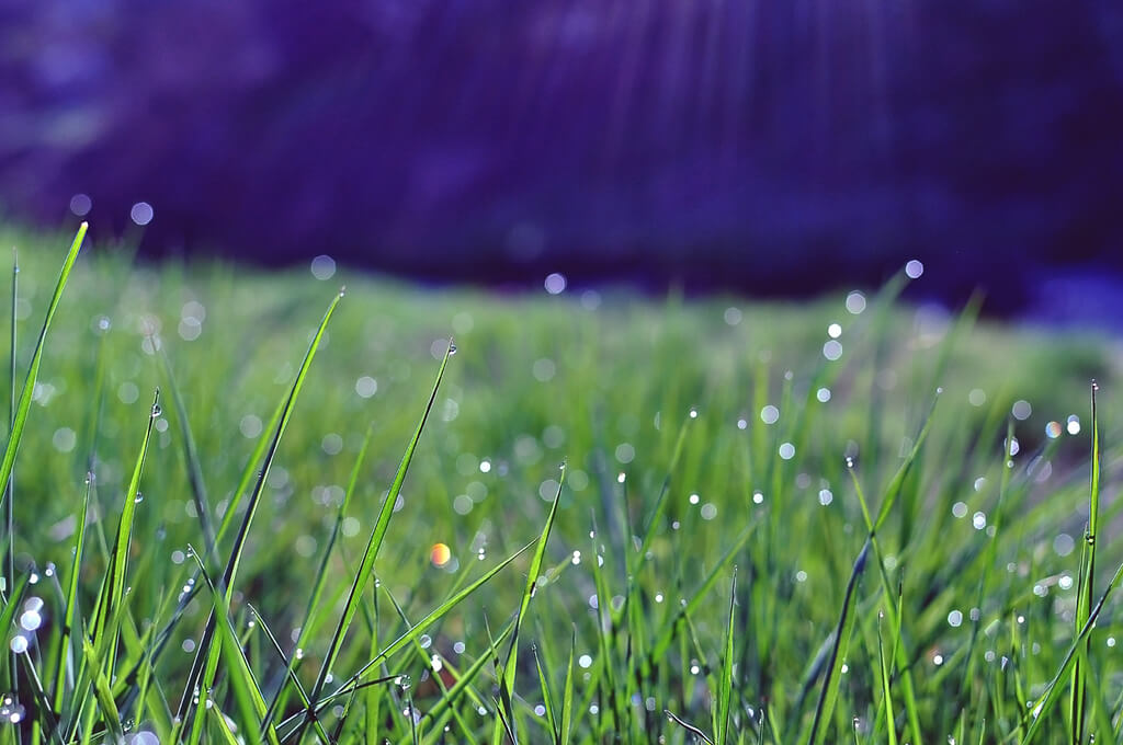 Mariana - dew bokeh