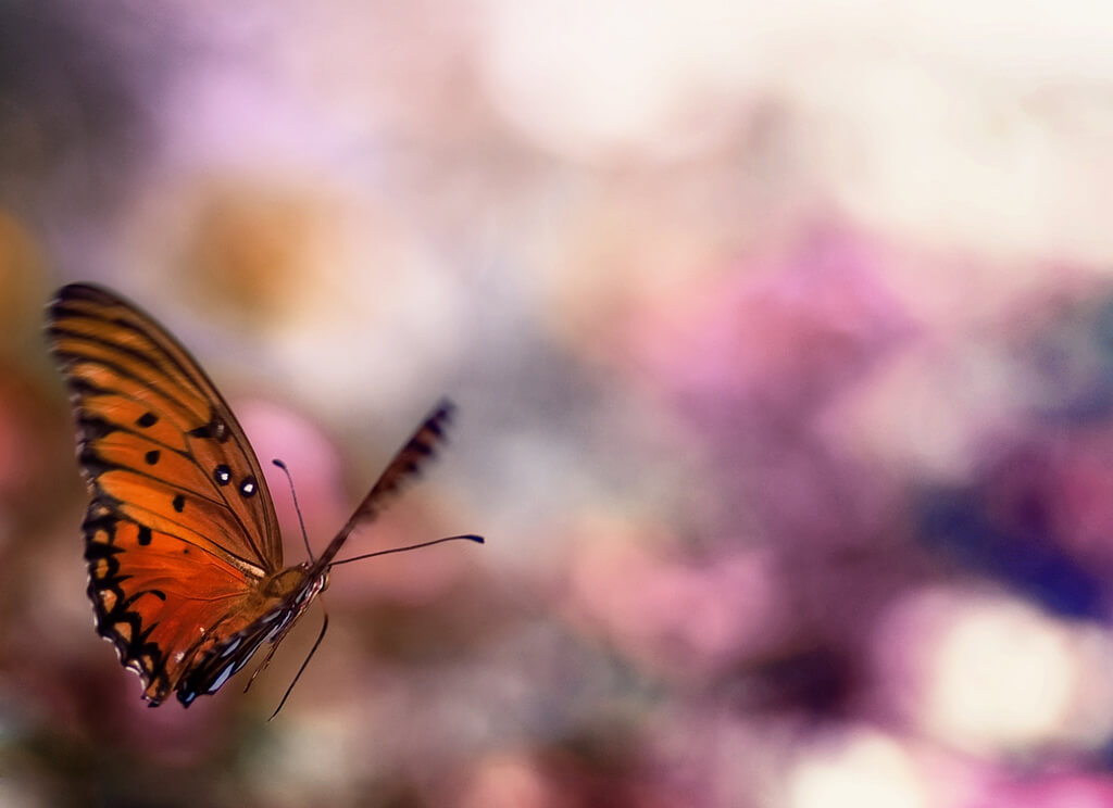 Joel Olives - butterfly bokeh