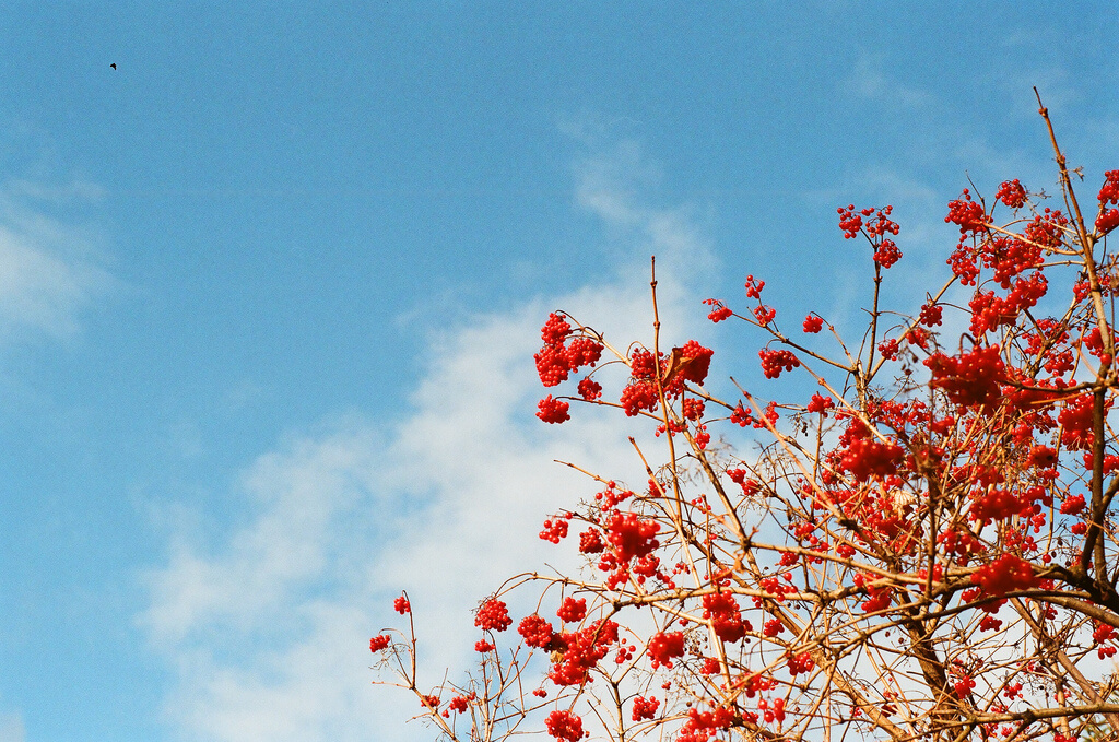 Oleksandr Samoylyk - Guelder Rose