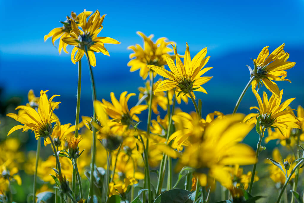 Ken Lane - Wildflowers at Signal Mountain