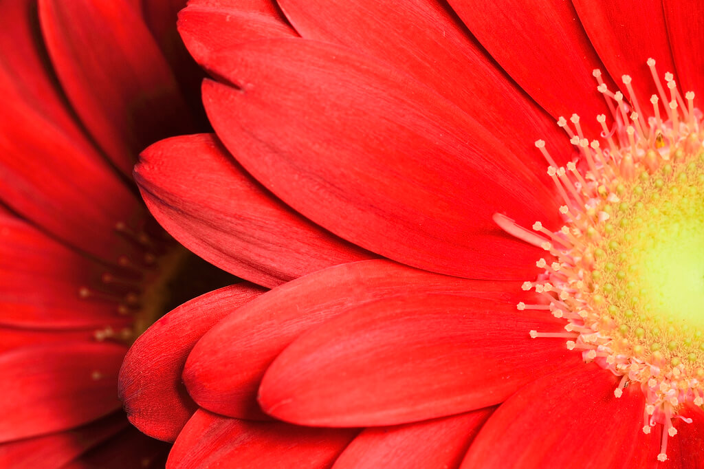 Steven Scott - flower Yellow center Red Petals