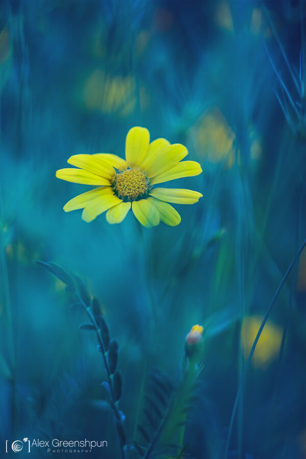 Alex Greenshpun - yellow daisy