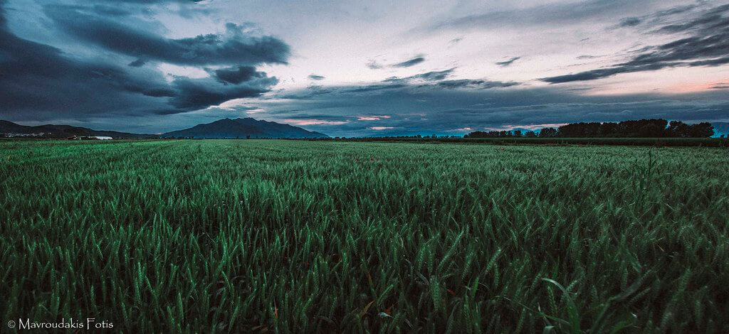 Fotis Mavroudakis - Wheat field at sunset