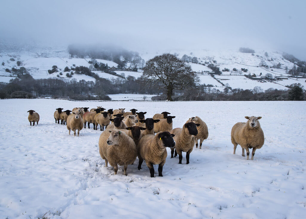 Hector - Hungry Sheep, Nine Acre Field, Rosedale