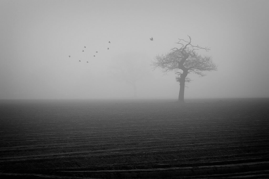 James Drury - fog, tree, some birds