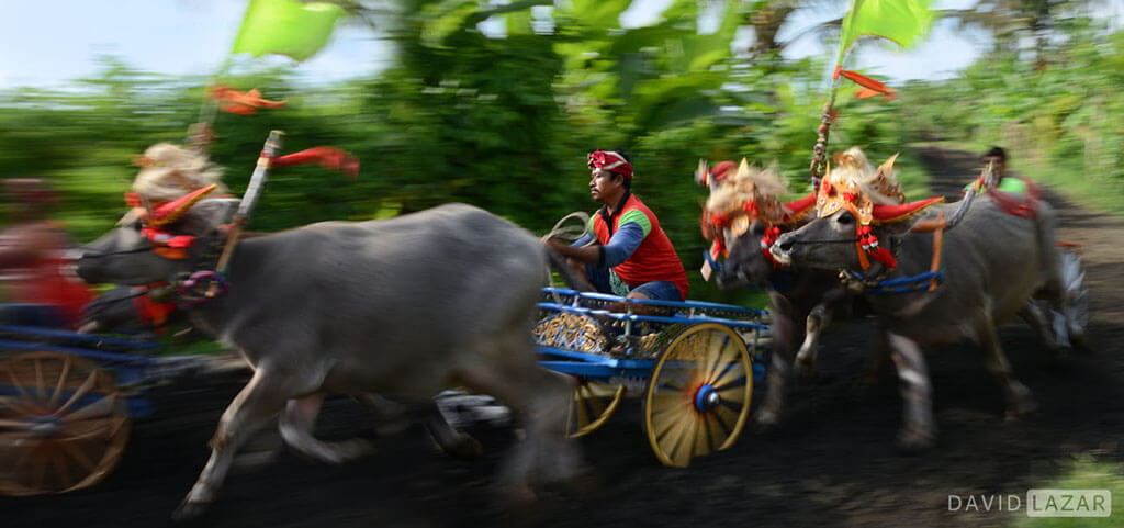 David Lazar - Bali Buffalo race