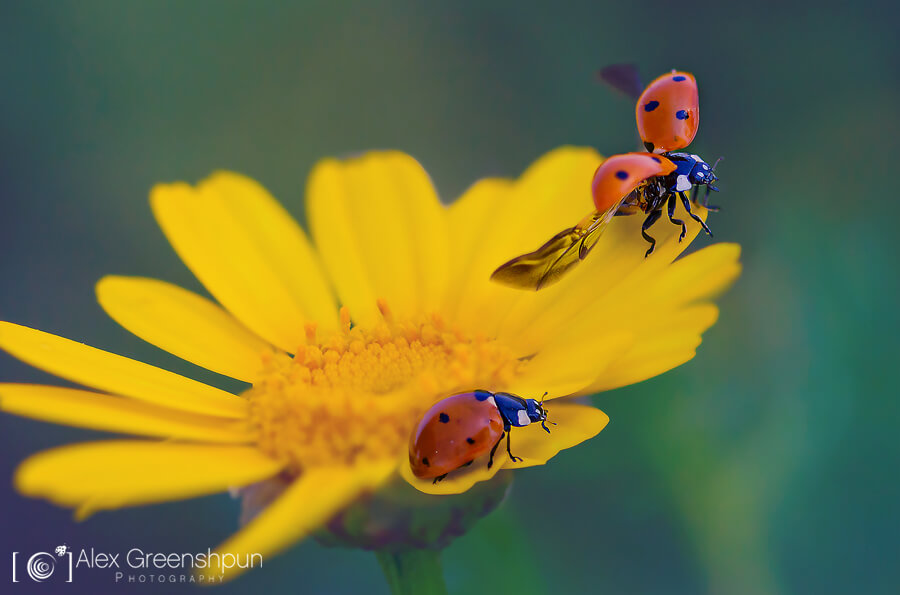 Alex Greenshpun - ladybug flying