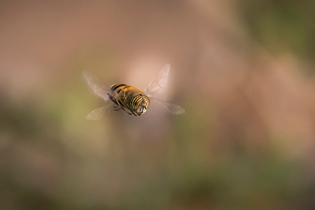 Amine Fassi - hoverfly macro