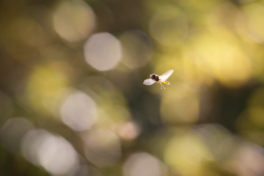 Amine Fassi - macro fly