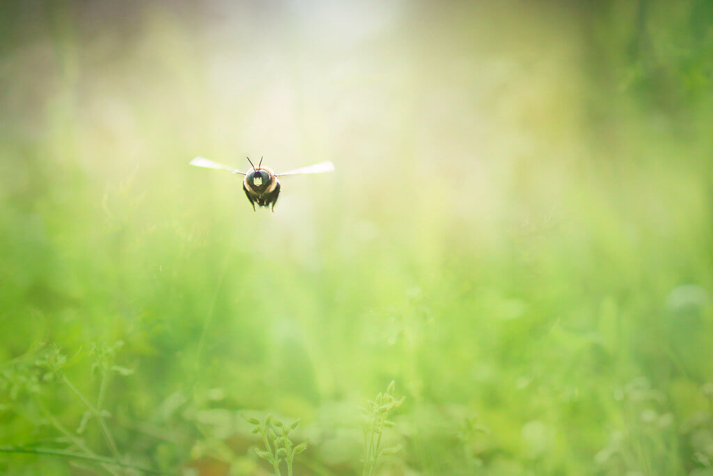 Sheri Elizabeth - close-up flying bee