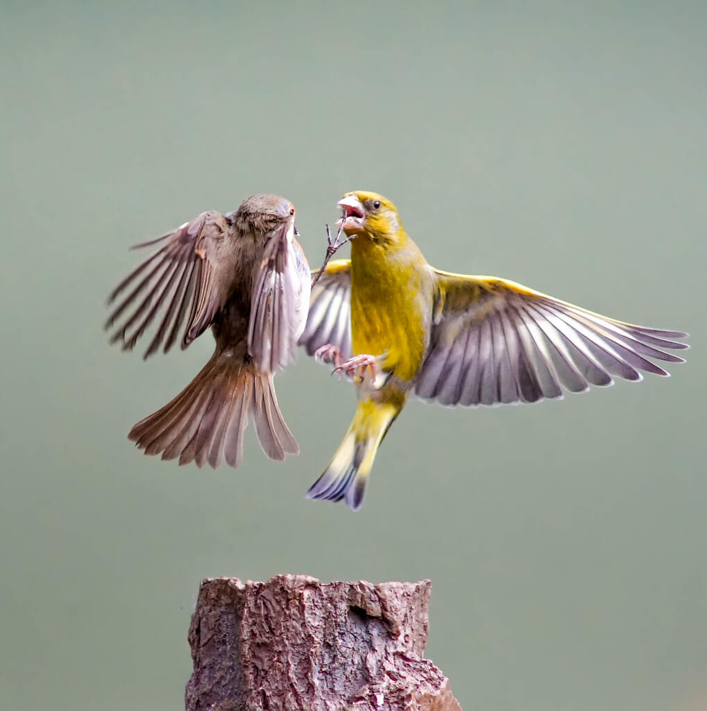 Mark Freeth - birds fighting