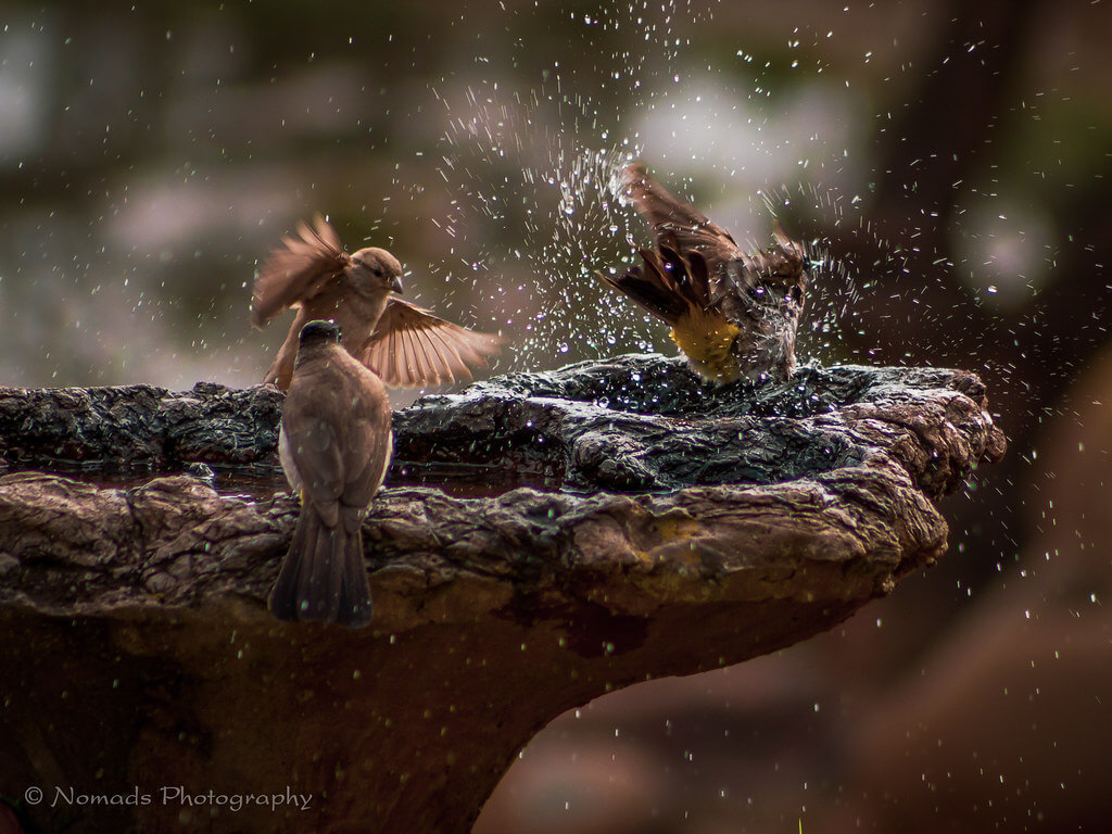 Nomads Nature Photography - bird fountain